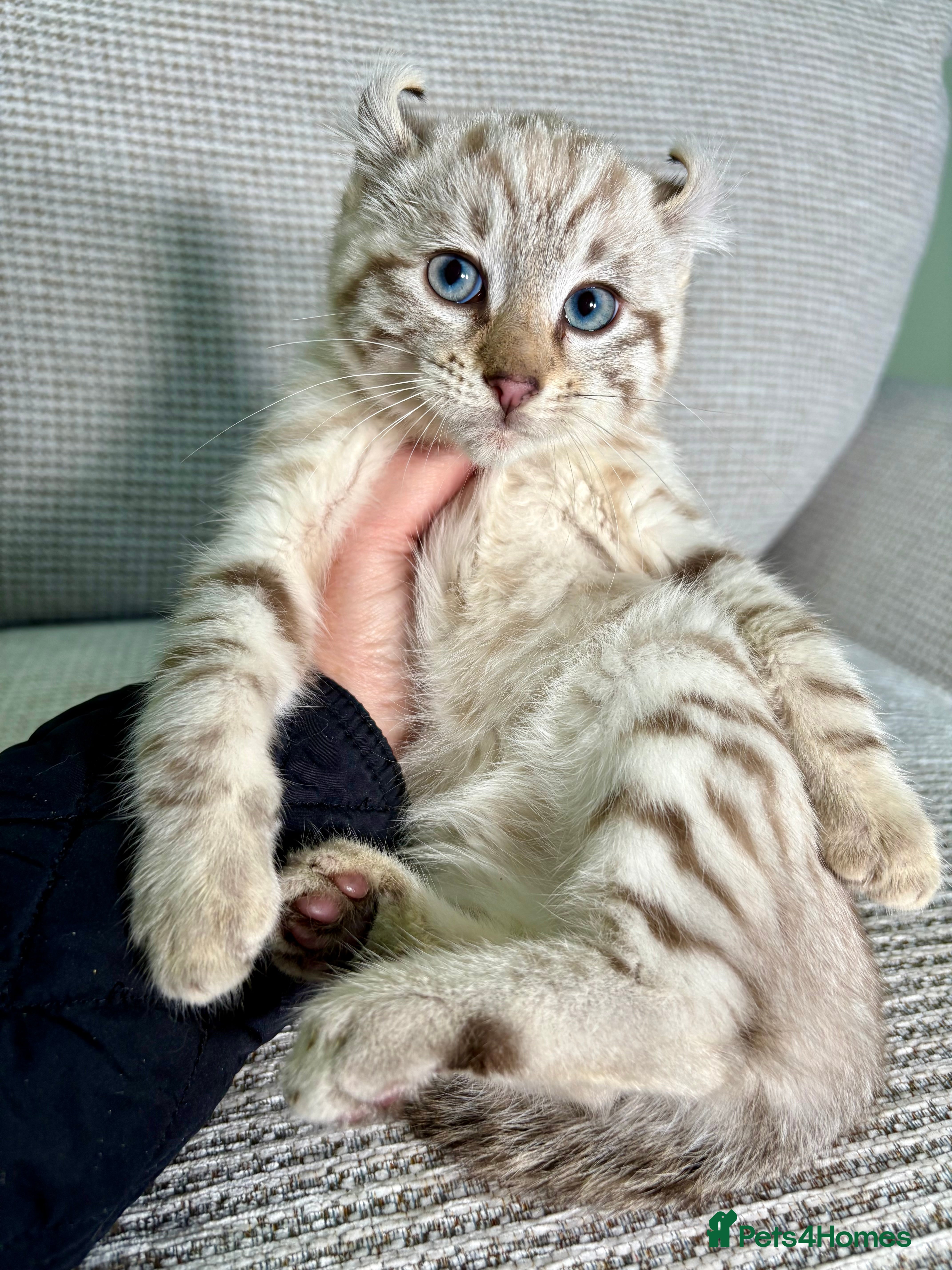 Savannah cats Superb wild looking snow leopard male  - Advert 1