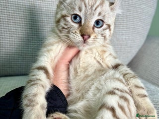 Savannah cats Superb wild looking snow leopard male - Advert 9