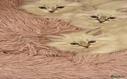 Siberian cats for sale: Siberian Neva Masquerade - Image 1