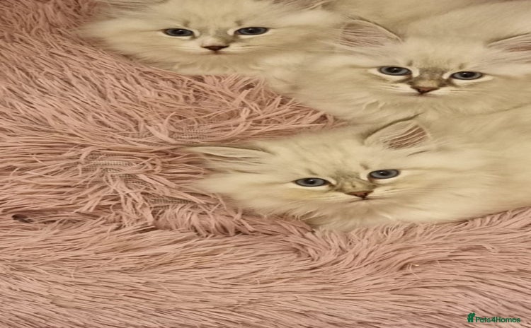 Siberian cats - Advert 2