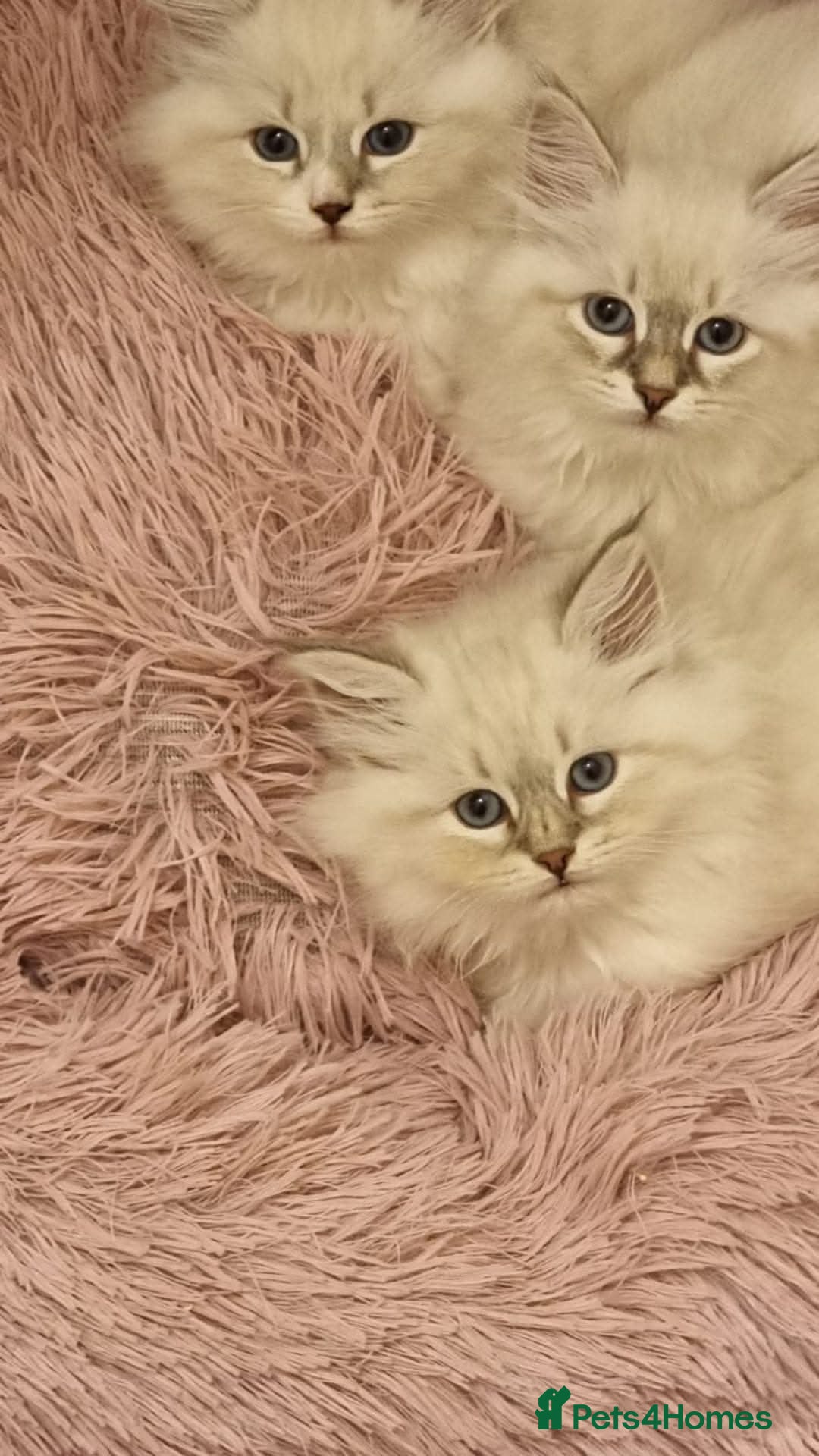 Siberian cats for sale: Siberian Neva Masquerade - Image 1