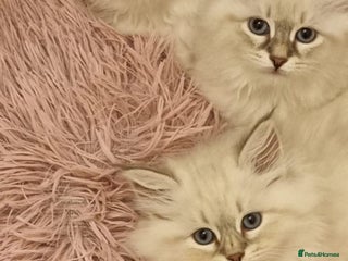 Siberian cats - Advert 1