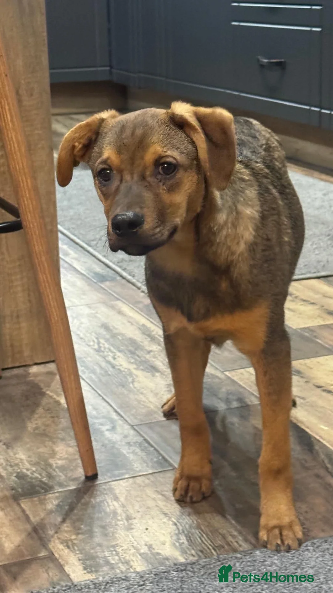 Mixed Breed dogs for adoption: Beautiful baby Benni looking for his home - Advert 2