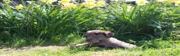 Labradoodle dogs for sale: Stunning Red Merle and Chocolate Labradoodle Pups in Auchterarder - Advert 7