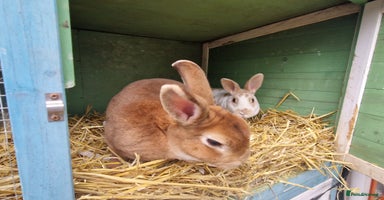 Rex rabbits - Advert 11