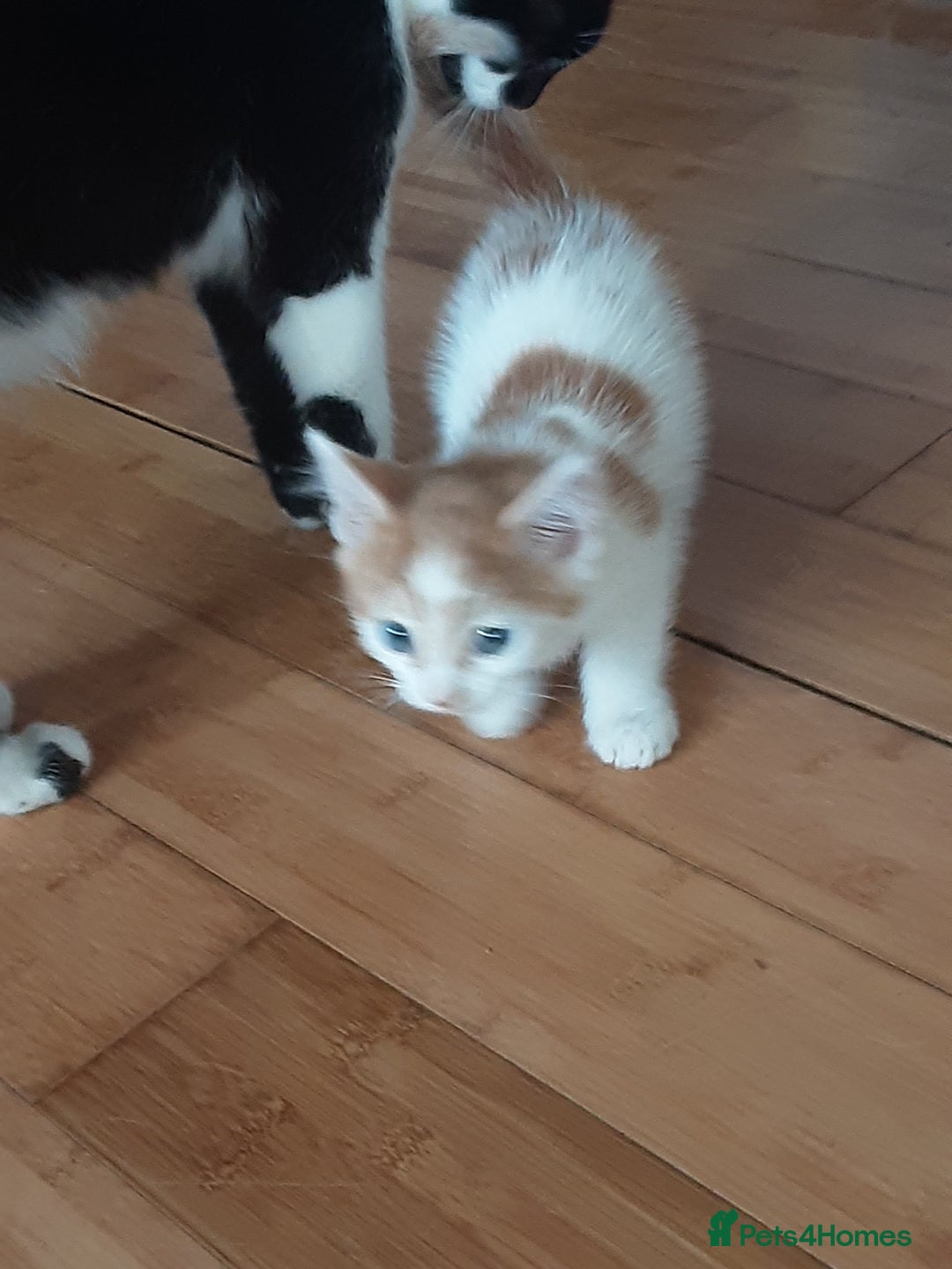 Domestic Shorthair cats for sale: Lovely short-haired kittens - Image 7
