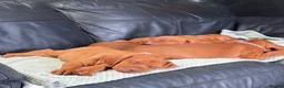 Hungarian Vizsla dogs for sale: Gorgeous Hungarian Vizsla puppies  - Advert 31