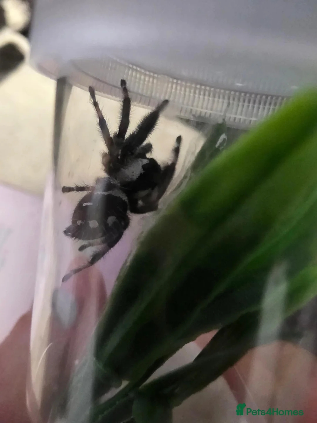 Spiders invertebrates for sale: Phidippus regius Bahamas  - Advert 4