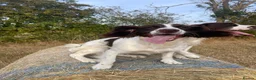 English Springer Spaniel dogs for sale: Two fabulous springer spaniels girls - Advert 17