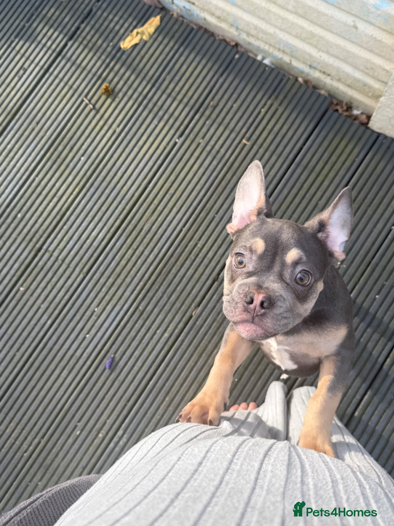 French Bulldog dogs 4 month old puppy  - Advert 18