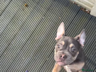 French Bulldog dogs 4 month old puppy - Advert 18
