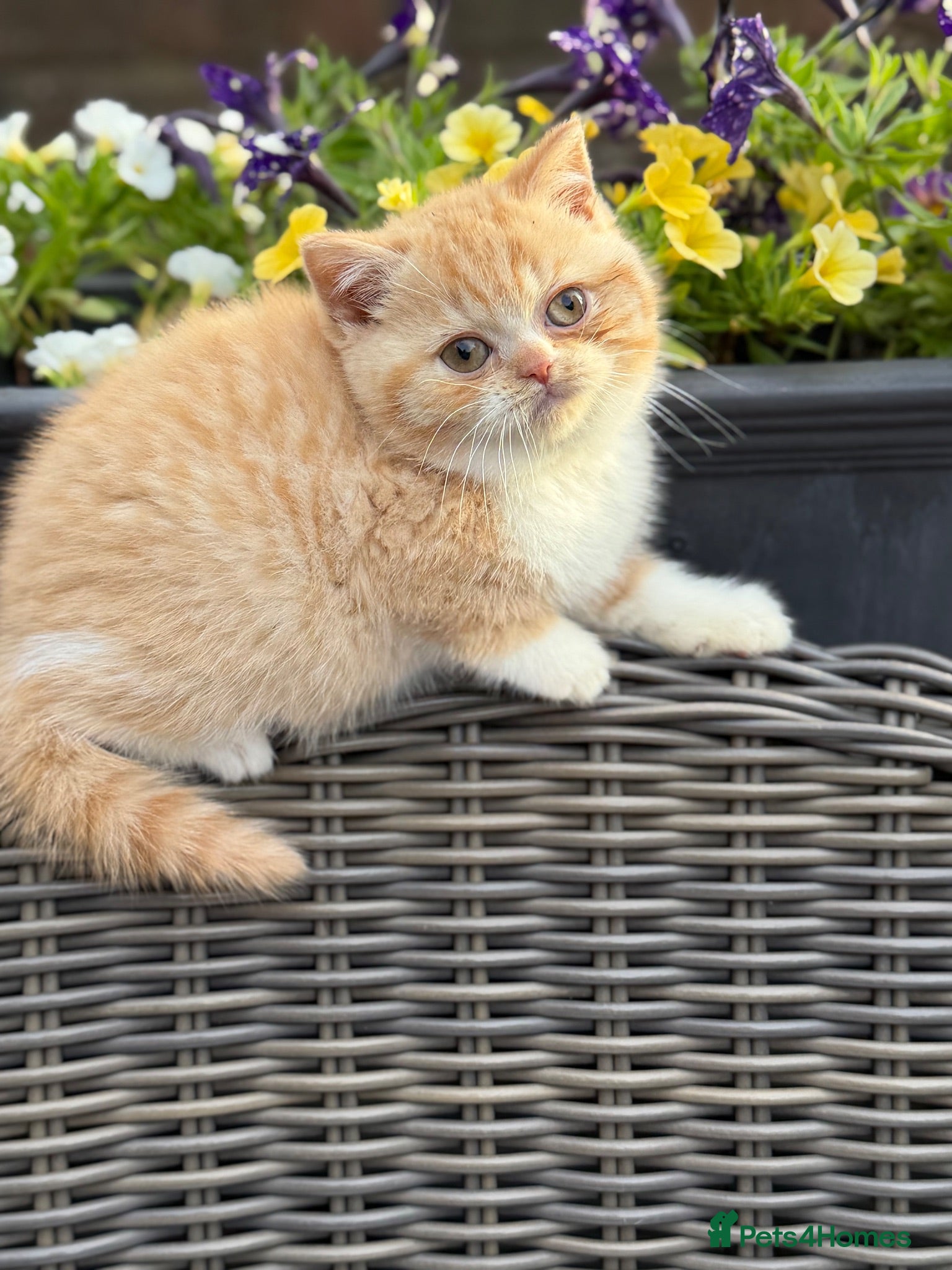 British Shorthair cats FULL PEDIGREE REGISTERED BSH - Advert 2