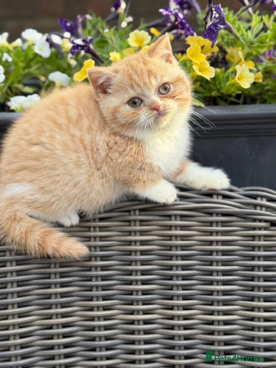 British Shorthair cats for sale: FULL PEDIGREE REGISTERED BSH - Advert 2