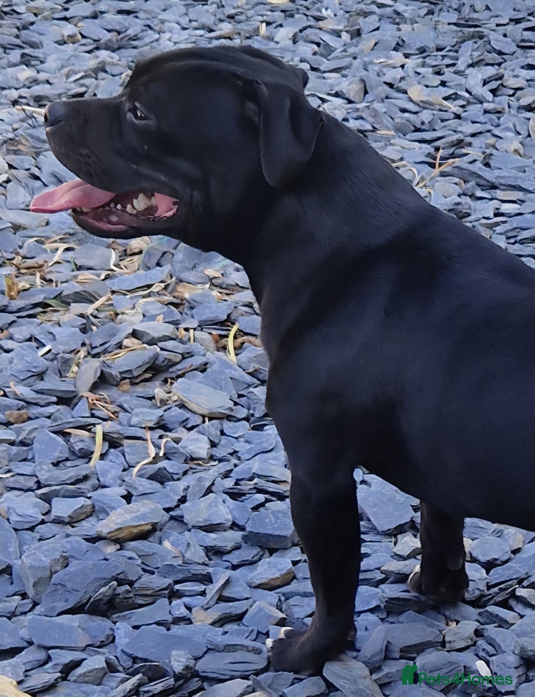 Staffordshire Bull Terrier dogs for sale: KC Staffordshire Bull Terrier Puppies 🖤 - Image 5