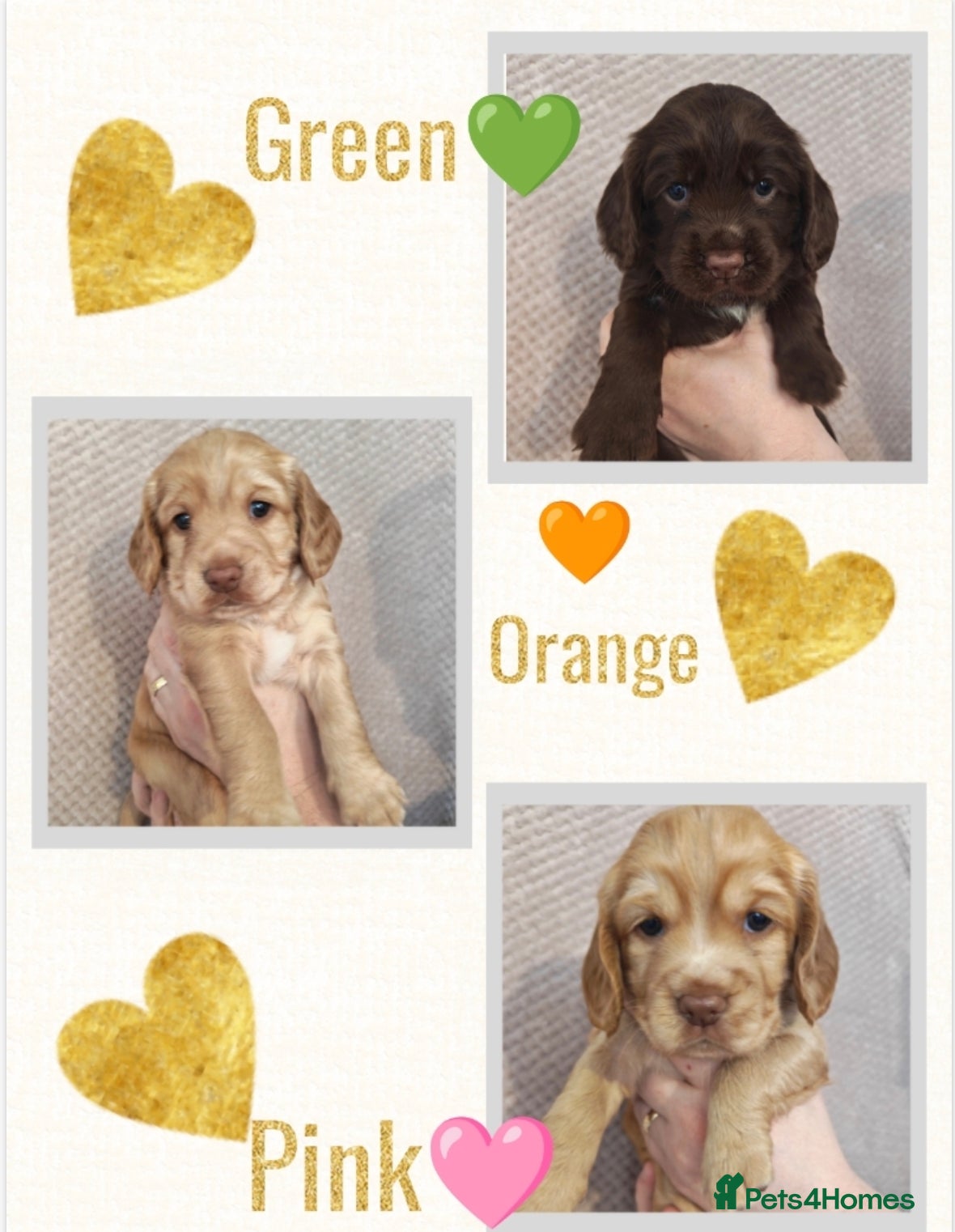 Sprocker dogs 🐾 Beautiful Sprocker Spaniel Puppies–Girls 🐾    - Advert 1