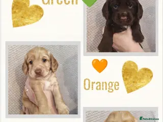Sprocker dogs 🐾 Beautiful Sprocker Spaniel Puppies–Girls 🐾 - Advert 7