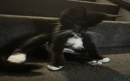 Bengal cats for sale: Ready now !  in Tredegar - Image 19