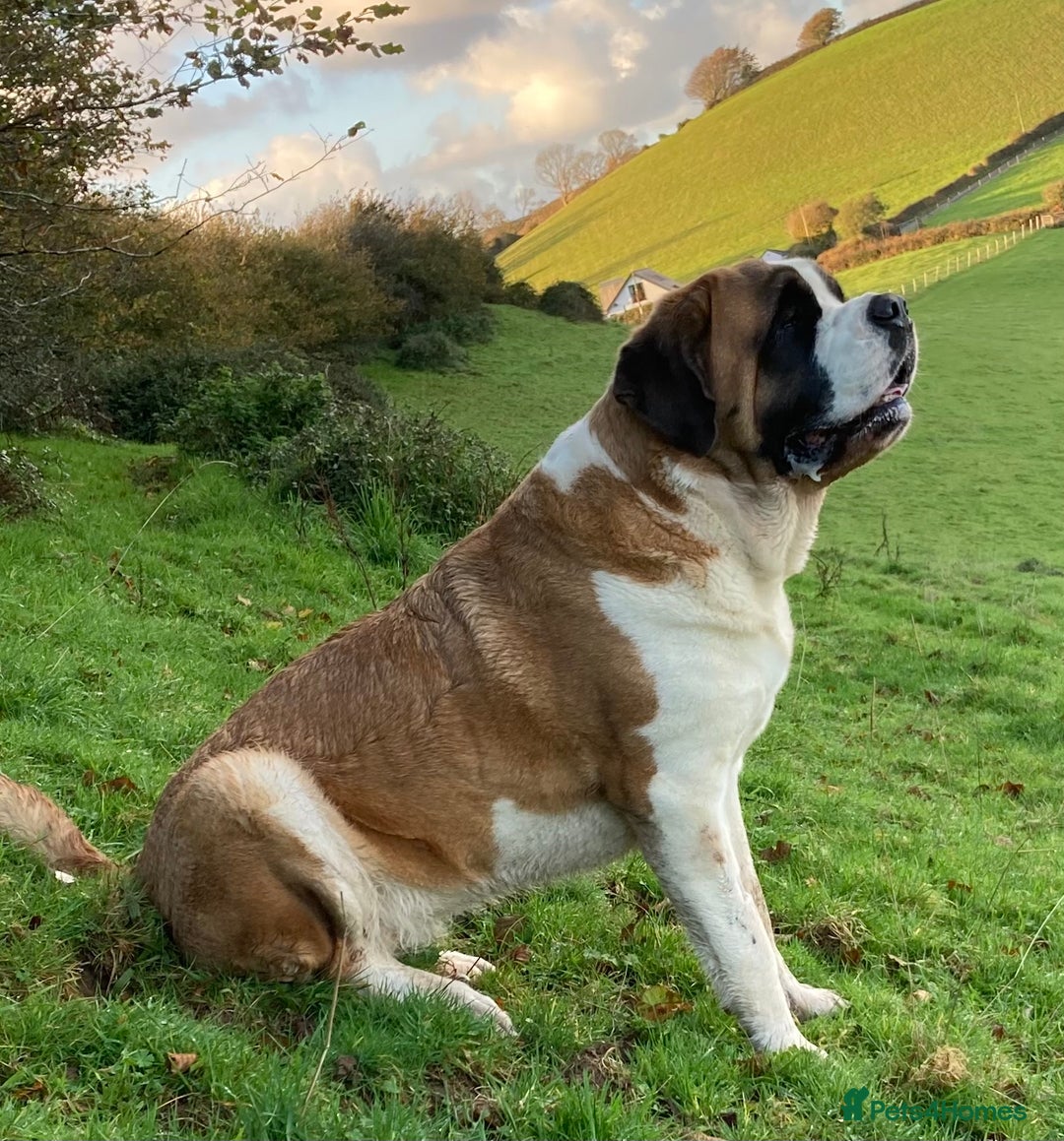 Saint Bernard dogs for sale: Saint pups from HIP & ELBOW tested parents  - Advert 4