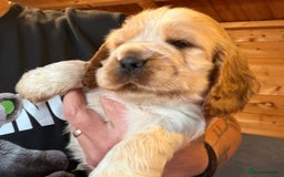 Cocker Spaniel dogs for sale: Show cocker spaniel pups  - Image 36