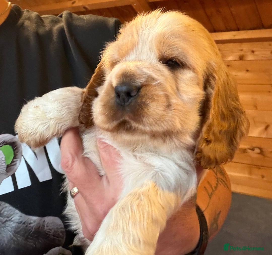 Cocker Spaniel dogs for sale: Show cocker spaniel pups  - Image 36