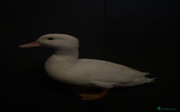 Ducks poultry for sale: Pure white call ducks  - Image 3