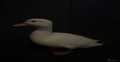 Ducks poultry - Advert 8