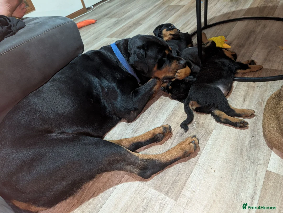 Rottweiler dogs for sale: Beautiful strong Pure Rottweiler Puppies - Advert 3