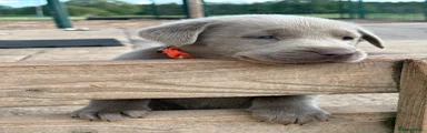 Orange Collar Silver girl
