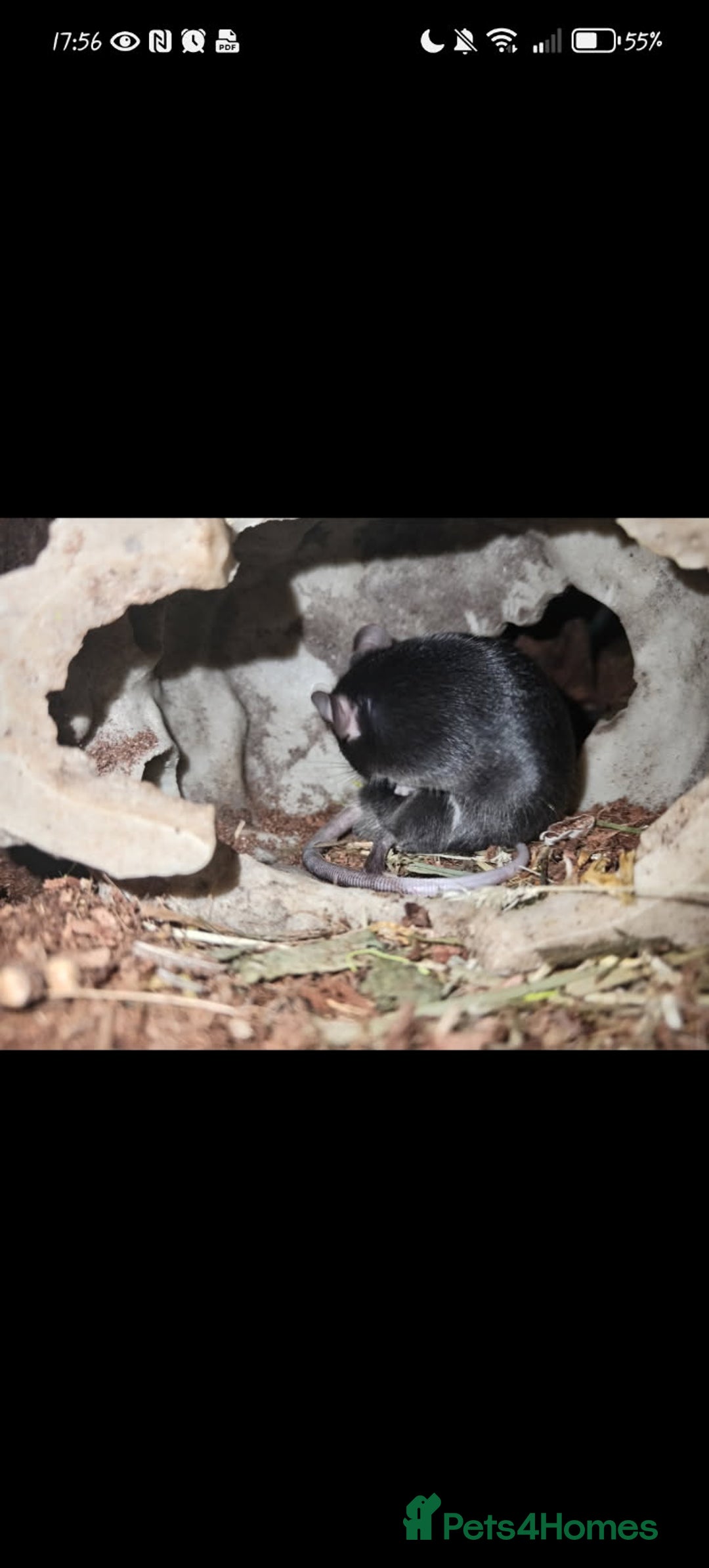 Mouse rodents for sale: All Black Male Mouse FREE TO GOOD HOME - Advert 9