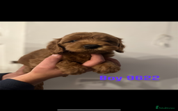 Cockapoo dogs for sale: DEEP RED COCKAPOOS READY NOW - Image 1