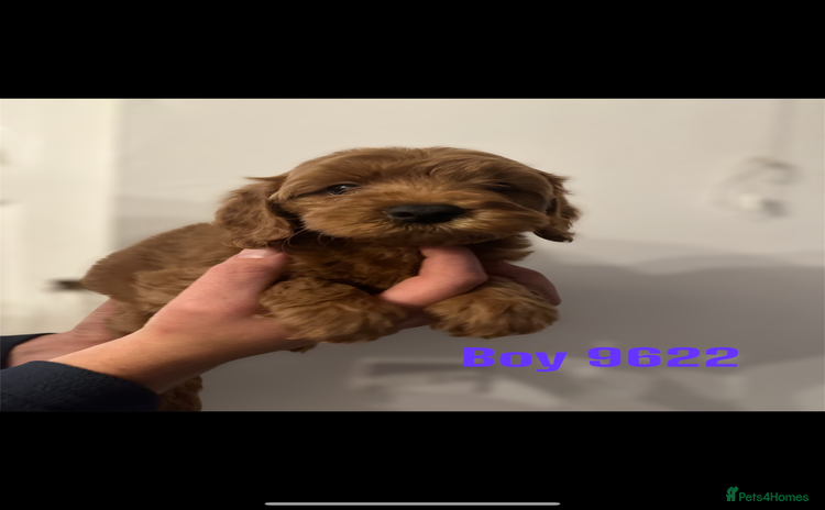 Cockapoo dogs - Advert 4