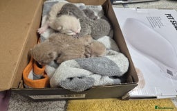 British Shorthair cats for sale: Adorable,chunky,champion lined british shorthairs! - Image 9