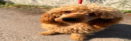 Poodle dogs for adoption: Red is looking for a loving home  - Advert 3