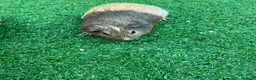 Guinea Pig rodents for sale: Guinea Pigs - Advert 2