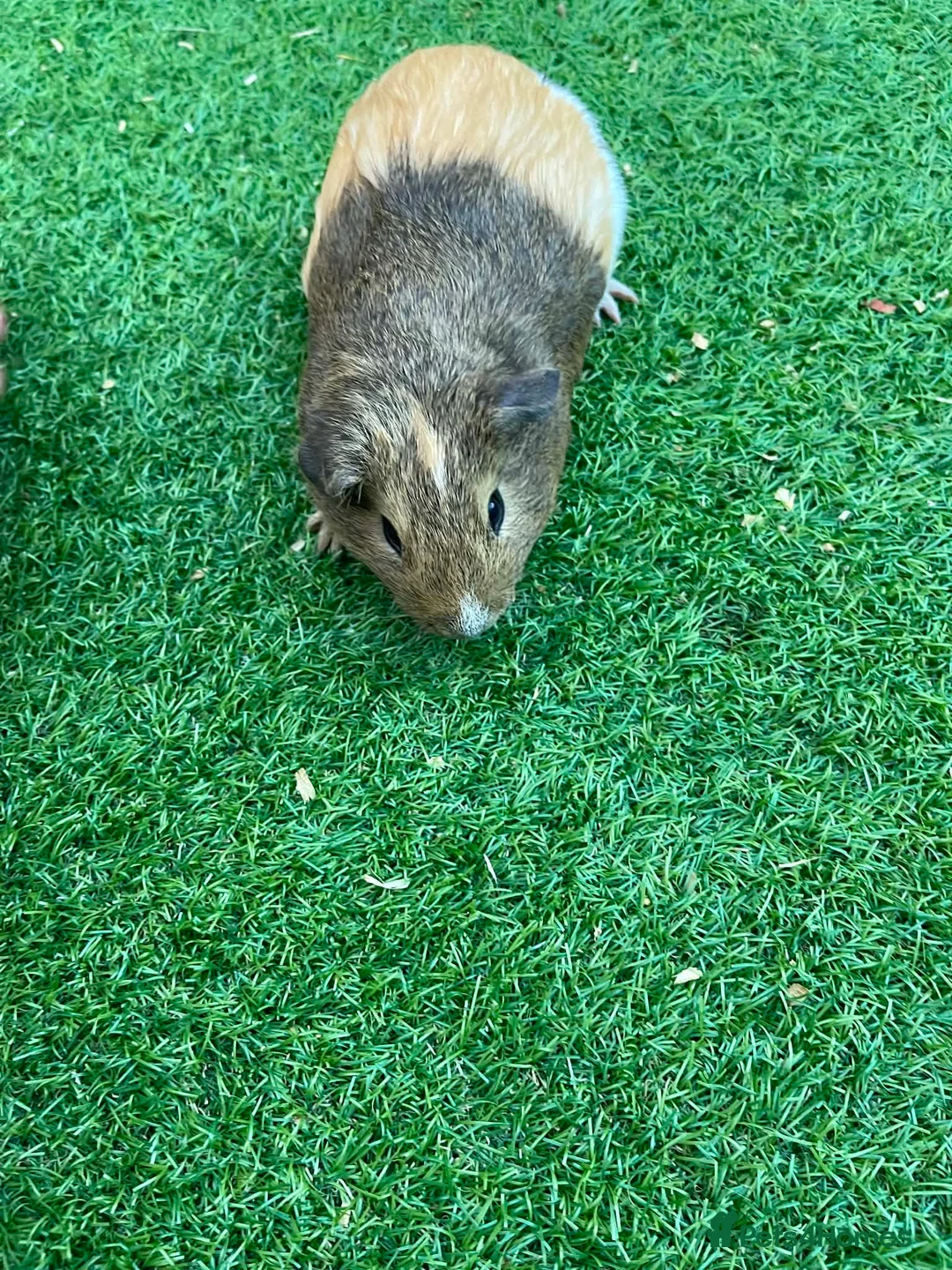 Guinea Pig rodents for sale: Guinea Pigs - Advert 2