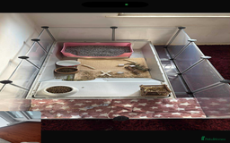 English rabbits for sale: Two female rabbits for sale and enclosure  - Image 1