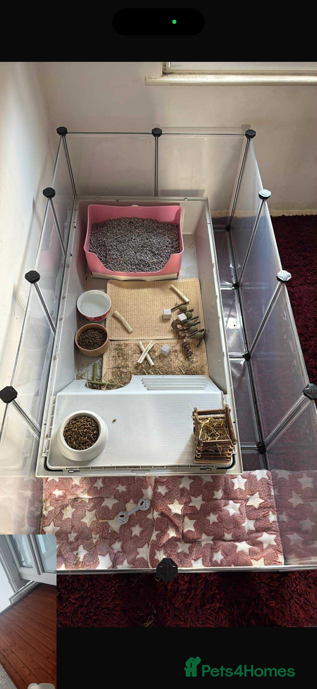 English rabbits for sale: Two female rabbits for sale and enclosure  - Image 1