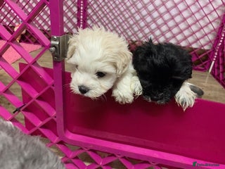 Miniature Schnauzer dogs 5* LICENSED KC MINI (TOY) SCHNAUZER LITTER - Advert 13