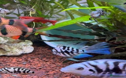 Cichlids fish for sale: Polar Blue Cichlids – Including Rare Long-Fin - Advert 5