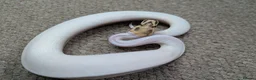 Python Snake reptiles for sale: 2025 Royal Pythons available  in Telford - Advert 4