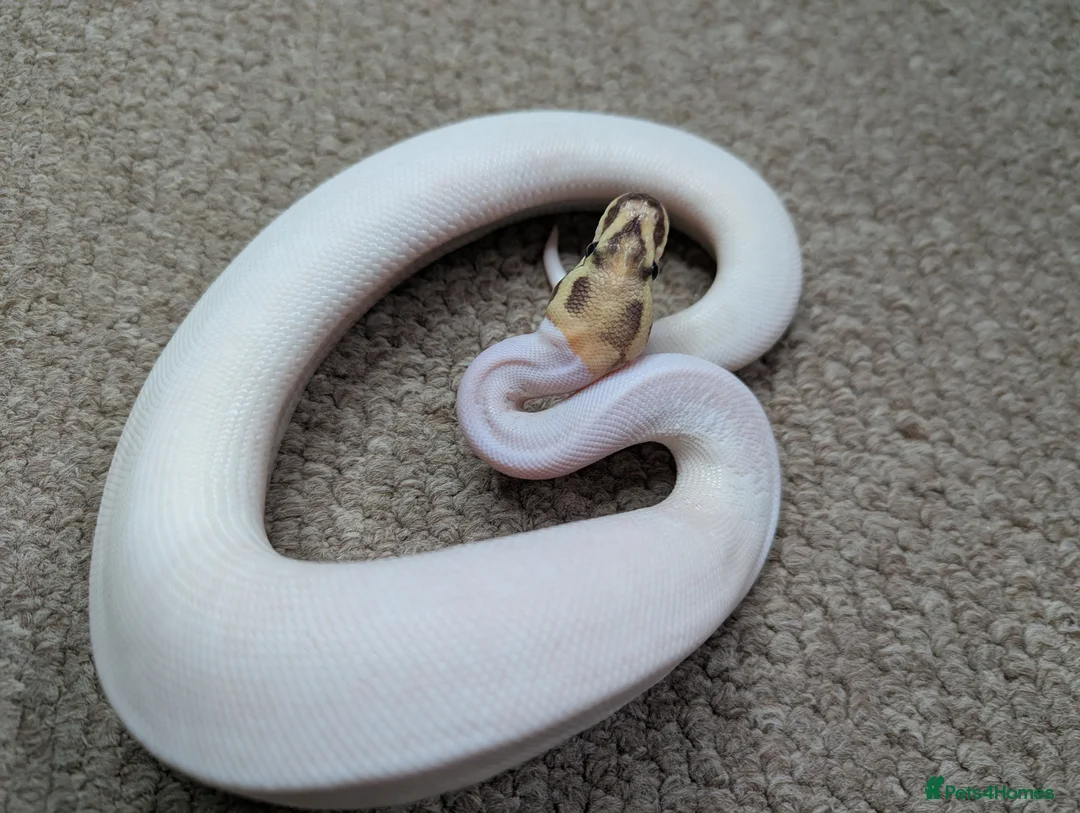 Python Snake reptiles for sale: Reduced 2025 Royal Pythons available  - Advert 2