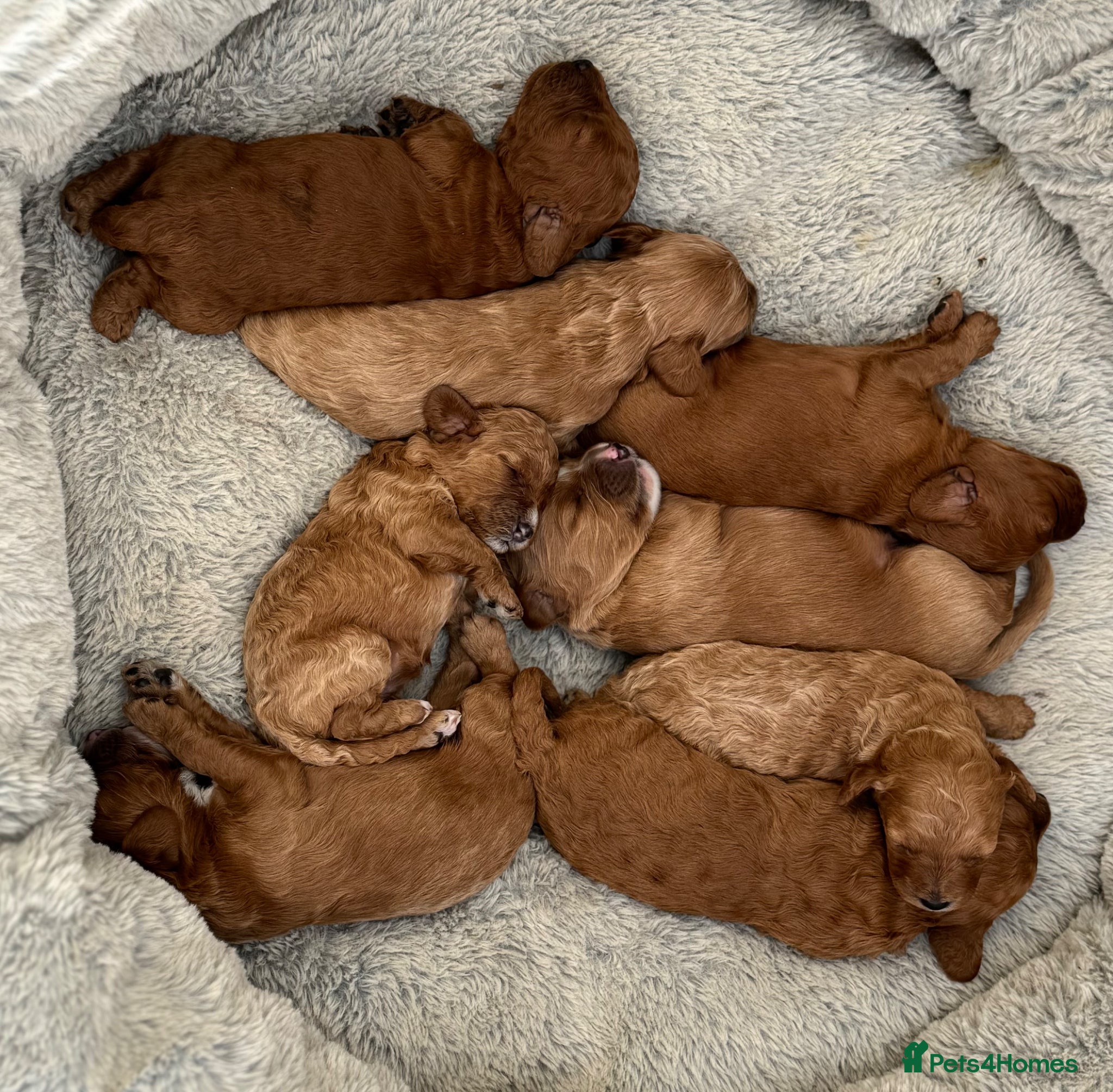 Cavapoo dogs Dog Trainer Selling Supreme Cavapoo furbabies   - Advert 2