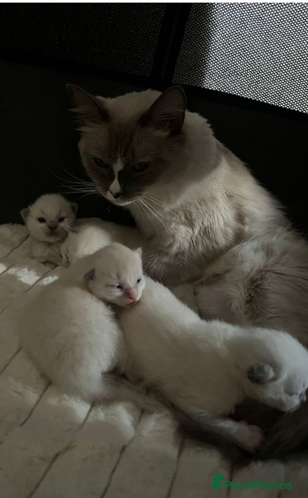 Ragdoll cats for sale: Beautiful Ragdoll Kittens For Sale  - Image 1