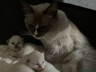 Ragdoll cats for sale - Advert 1