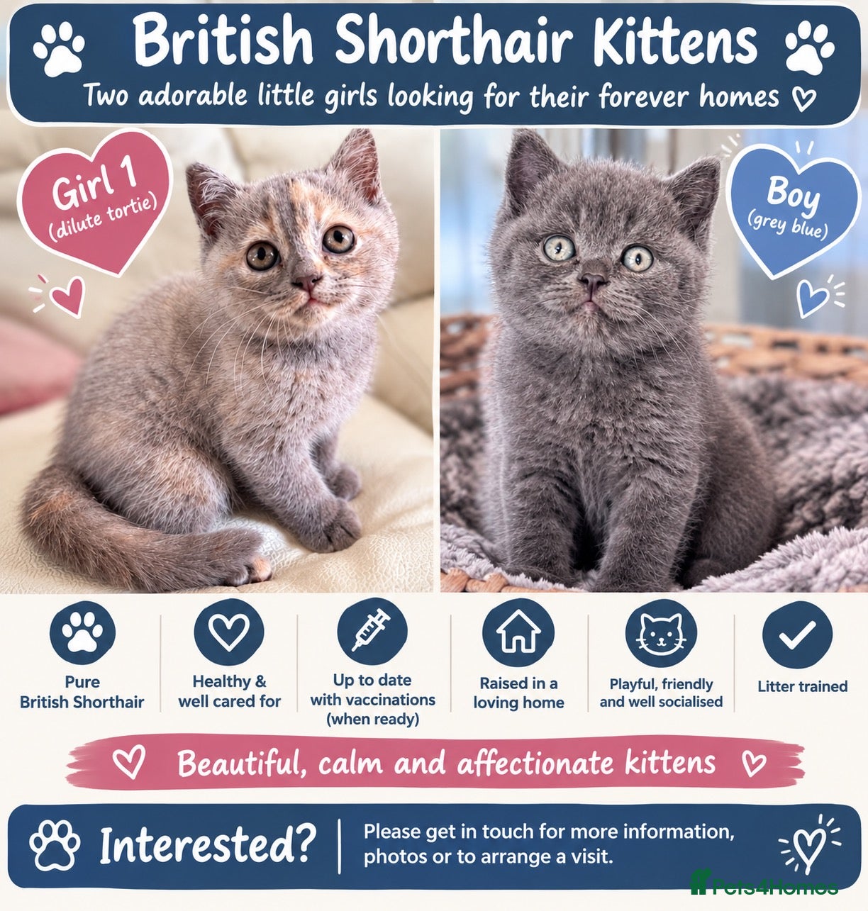 British Shorthair cats Cream and blue British shorthair kittens  - Advert 9