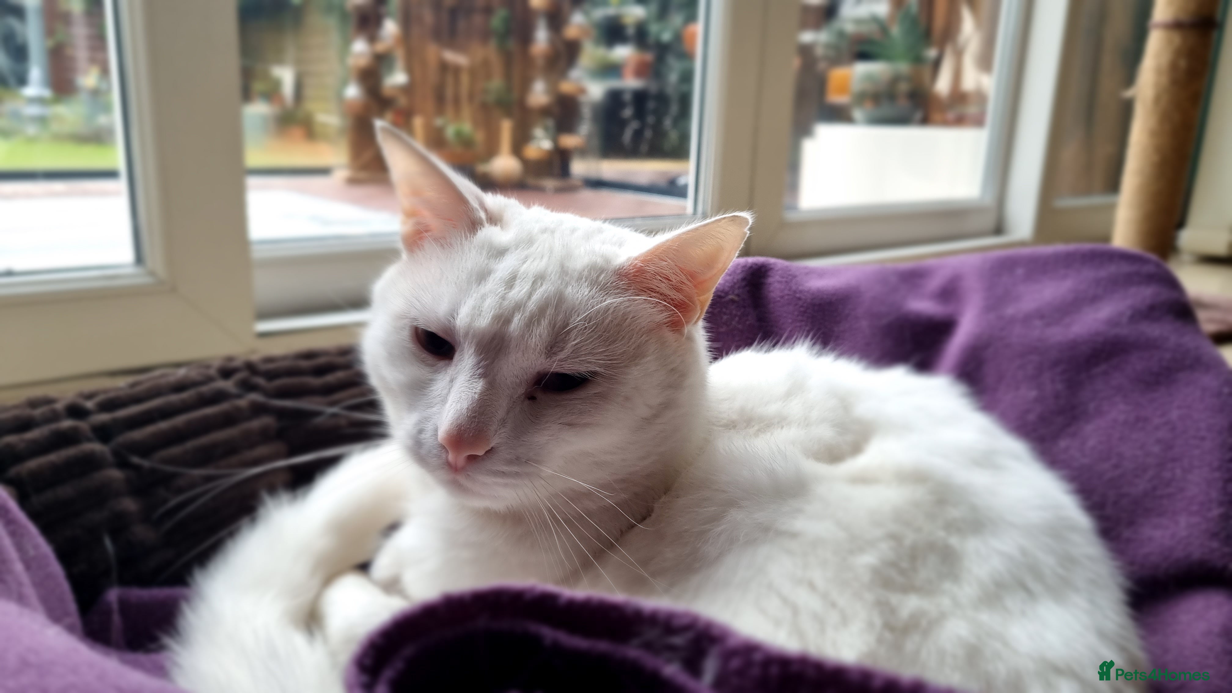 Mixed Breed cats 4year old white male cat - Advert 4