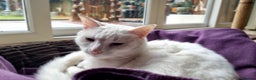 Mixed Breed cats for sale: 4year old white male cat - Advert 1