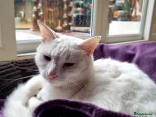 Mixed Breed cats 4year old white male cat - Advert 1