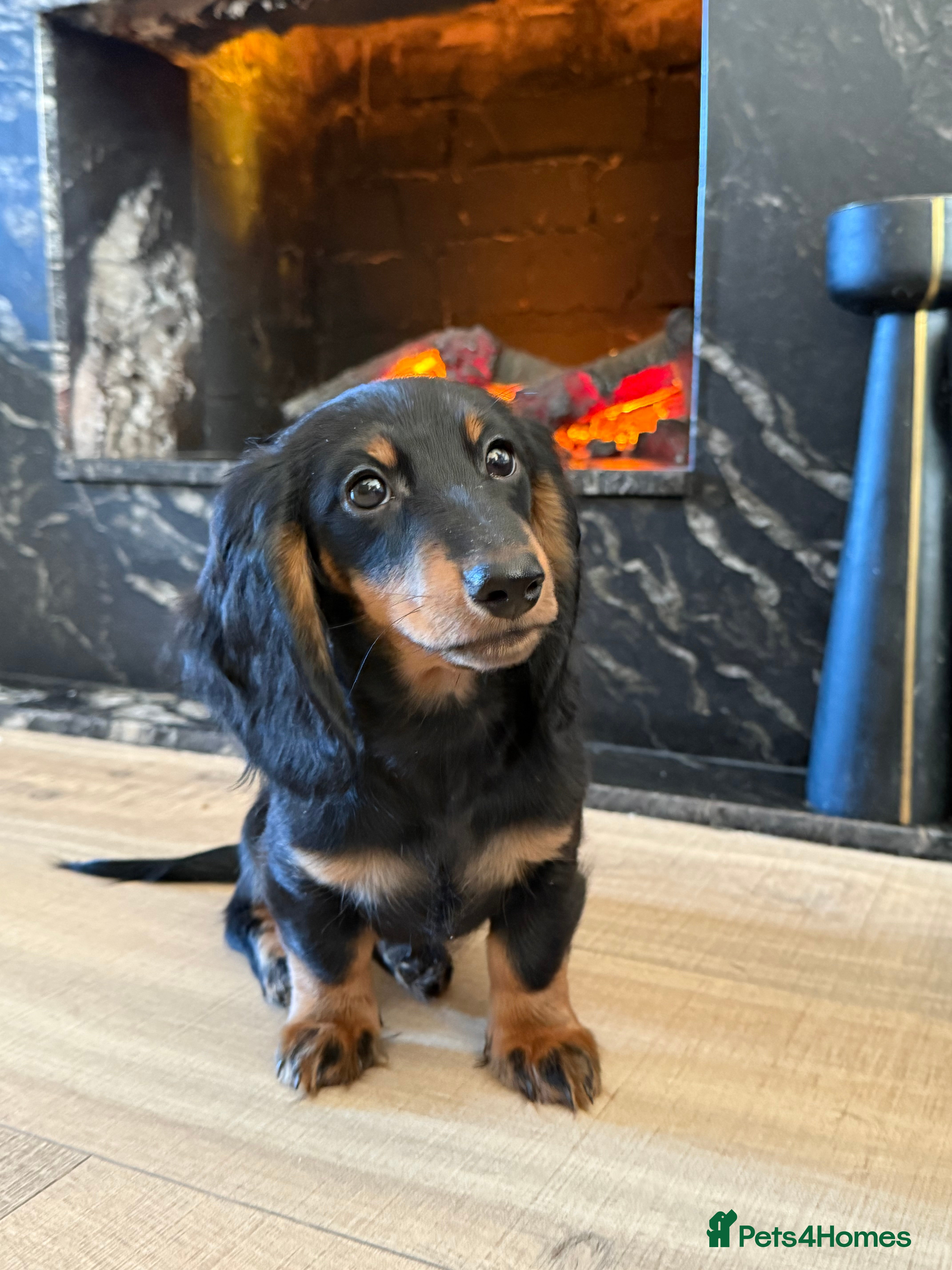 Miniature Dachshund dogs KC registered miniature dachshund long haired - Advert 7