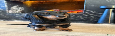 Miniature Dachshund Puppy 2